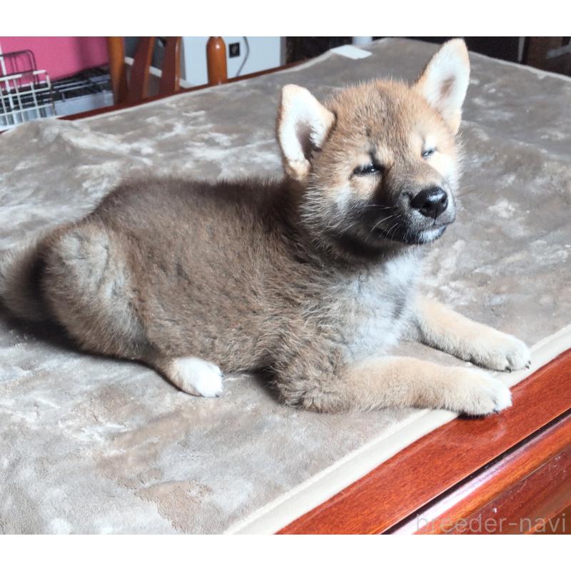販売中の秋田県の柴犬-396401の3枚目
